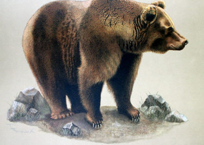 Brown Bear by Artist T.H. Farnsworth