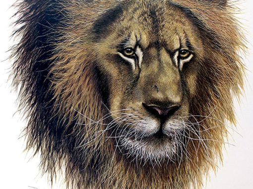 African Lion by Artist T.H. Farnsworth