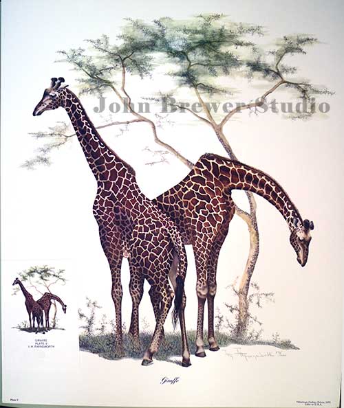 Giraffe by I.H. Farnsworth
