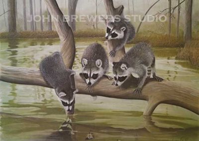 Baby Raccoons by Barbara Keel