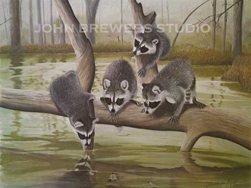 Baby Raccoons by Barbara Keel