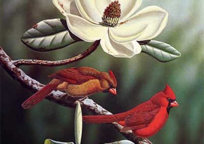 Cardinals and Magnolia by Ronald J. Louque