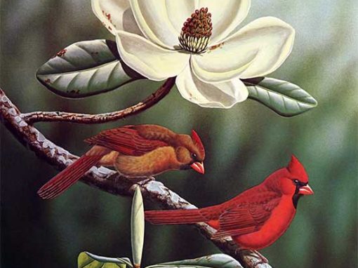 Cardinals and Magnolia by Ronald J. Louque