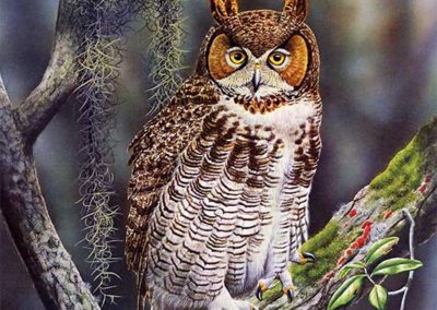 Great Horned Owl – Signed & Numbered Limited Edition