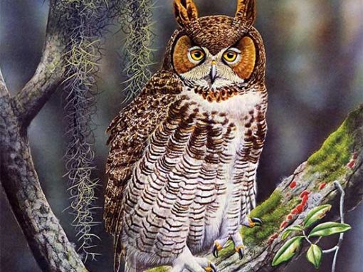 Great Horned Owl – Signed & Numbered Limited Edition